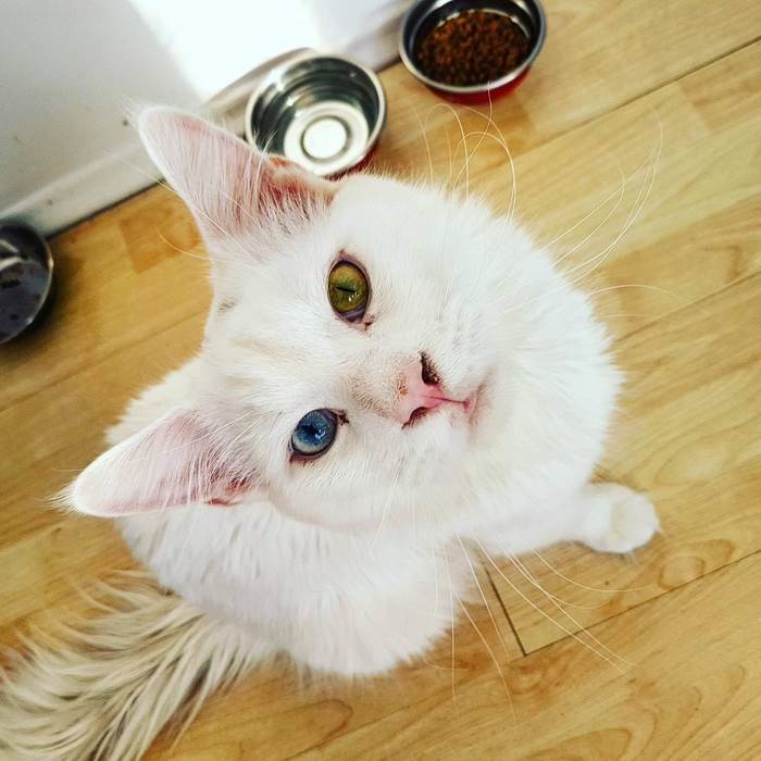 У кота глаза разного цвета, которые придают ему еще больше необычности.