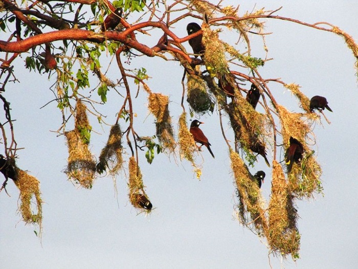 Певчая птица, обитающая колониями по 30 гнезд, где доминирует один самец.
