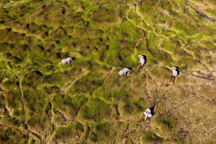 Дельта Окаванго является домом для богатого массива дикой природы. Фотограф Гастон Пиццинетти (Gaston Piccinetti).