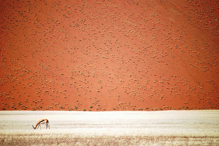 Пустынная газель перед дюнами намибийской пустыни. Фотограф: Doris Landertinger.