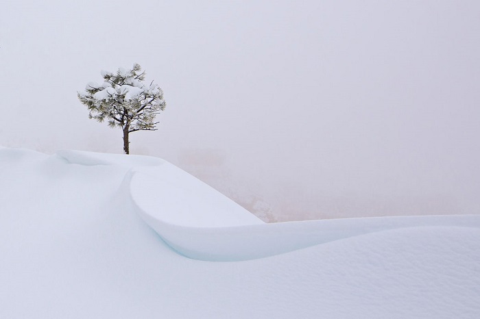 Дерево после сильной снежной бури, Фотограф: Yvonne Baur.