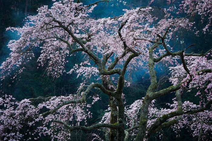 Японская вишня в цвету. Фотограф: Katsuyoshi Nakahara.