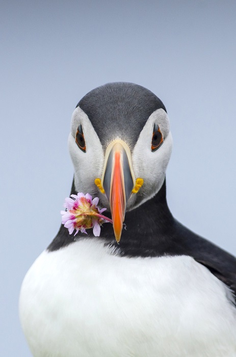 Тупик-пингвин, собравшийся подарить цветок второй половинке. Фотограф: Johan Siggesson.