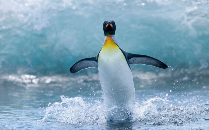 Пингвин наслаждается купанием.