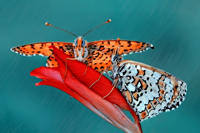 Ажурные бабочки. Фотограф: Мустафа Озтюрк.
