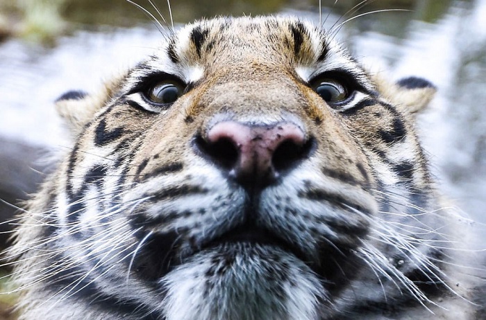 Представители этого подвида тигров с острова Суматра не так велики, как их индийские и амурские сородичи, но считаются более агрессивными. Фотограф: Toby Melville.