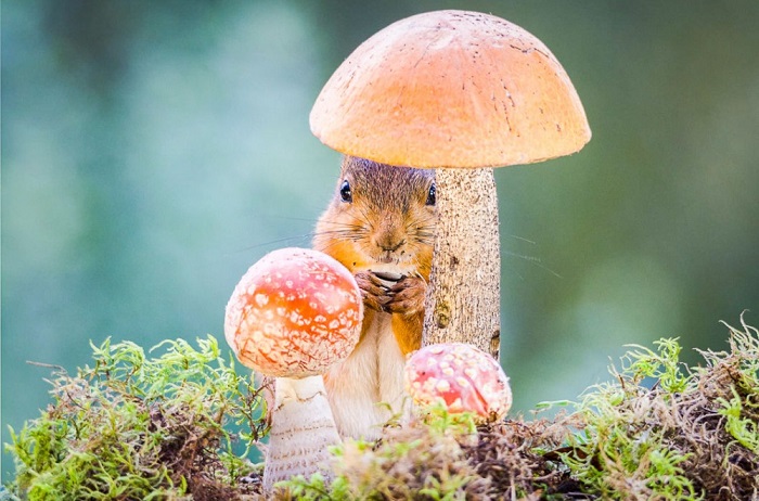 Перешептывается с грибами. Фотограф: Гирт Вегген (Geert Weggen).