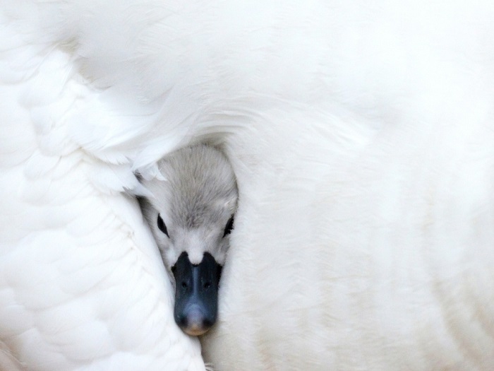 Молодой лебедь выглядывает из-под крыла матери в пруду в Миртл-Бич, Южная Каролина. Фотограф: John Halvorson.