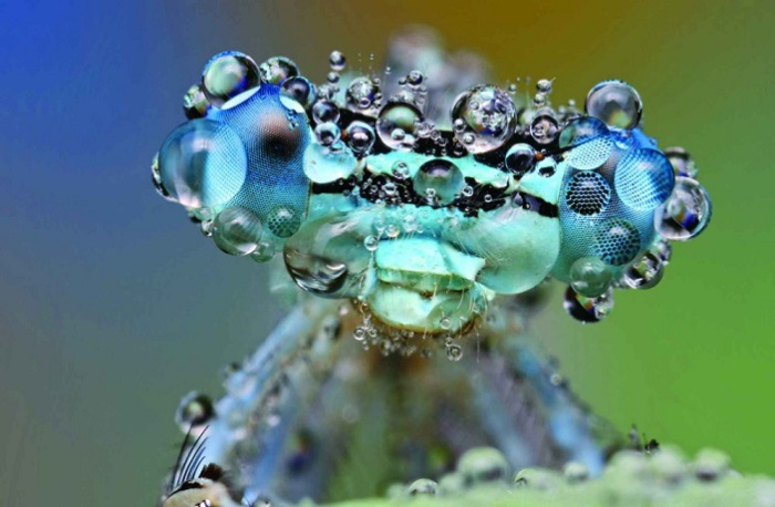 Макросъёмка насекомых во время дождя. Фотограф: Ондрей Пакан (Ondrej Pakan).