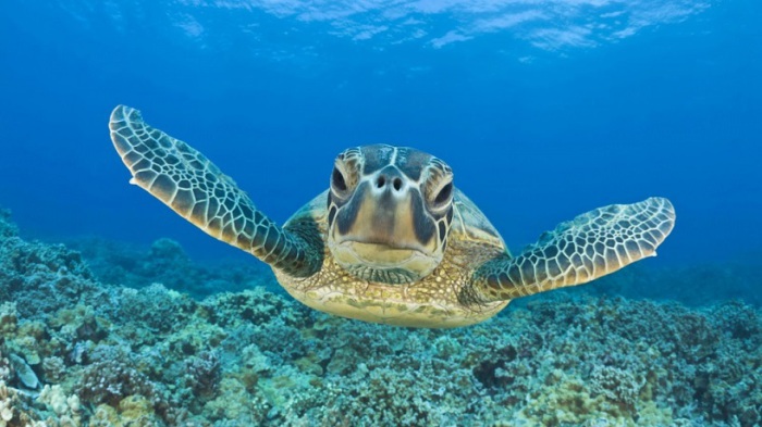 Морская черепаха в Тихом океане.