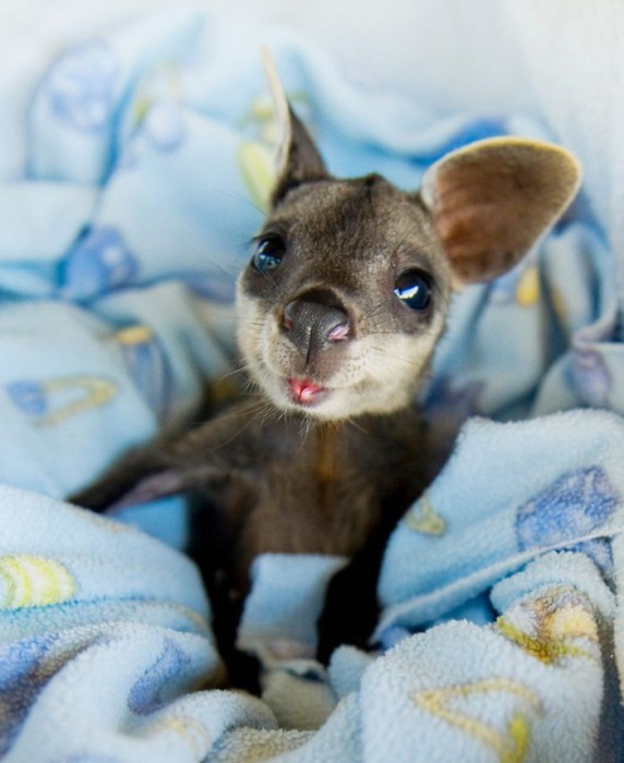 Маленький австралийский сумчатый прыгун «кенгуру».