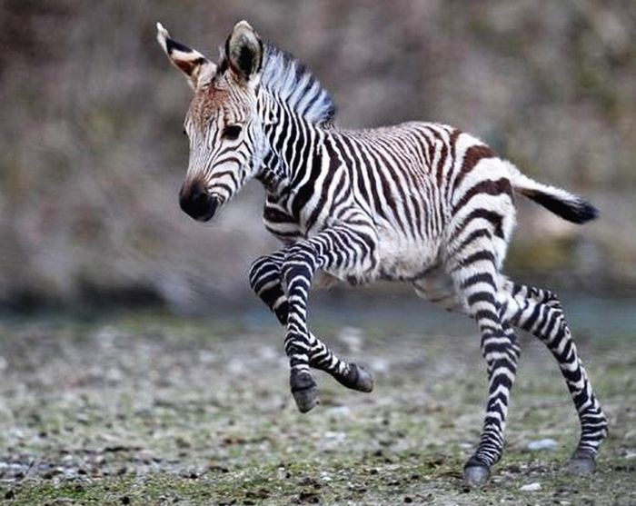 Детеныши зебры весь первый год жизни находятся не только под присмотром матери, но и под защитой доминантного самца.