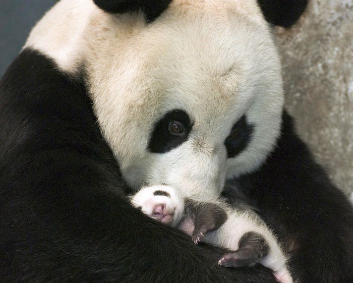 Мама-панда укачивает своего малыша.