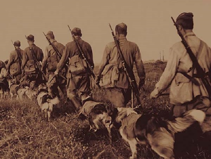 Во время Великой Отечественной войны собаки проявляли отвагу и героизм наравне с людьми.
