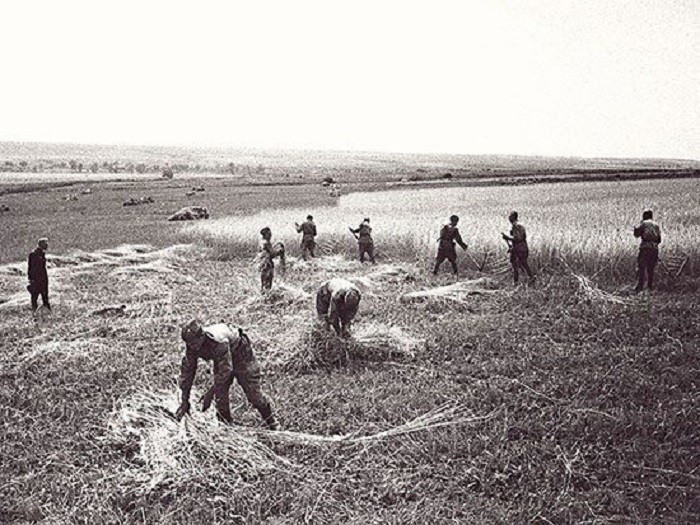 В свободное от несения воинской службы время бойцы помогают колхозникам освобожденных районов убирать урожай.