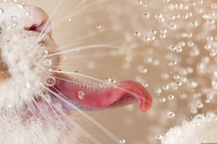 Капли воды - это игрушка, побуждающая кошку ловить их языком или лапами.