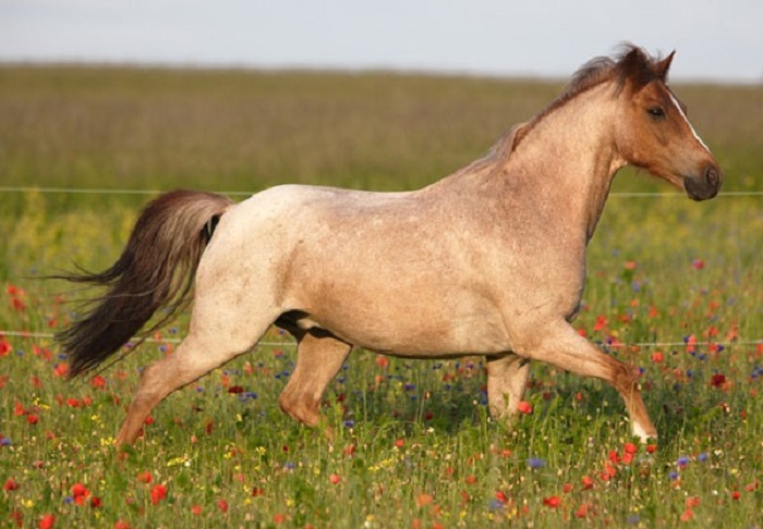 Голова по цвету соответствует голове обычной гнедой лошади.