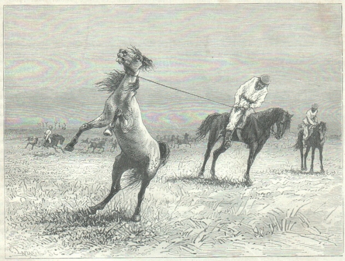 Ловля лошадей длинной верёвкой с затягивающейся на конце петлёй.