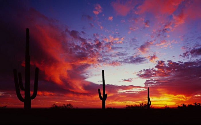 Штат богат на самые разные удивительные природные явления. Огромные кактусы в пустыне - это символ Южной части США. Заходящее солнце окрашивает природные красоты в потрясающе яркие цвета. Фотограф Джейсон Сэмпсон.