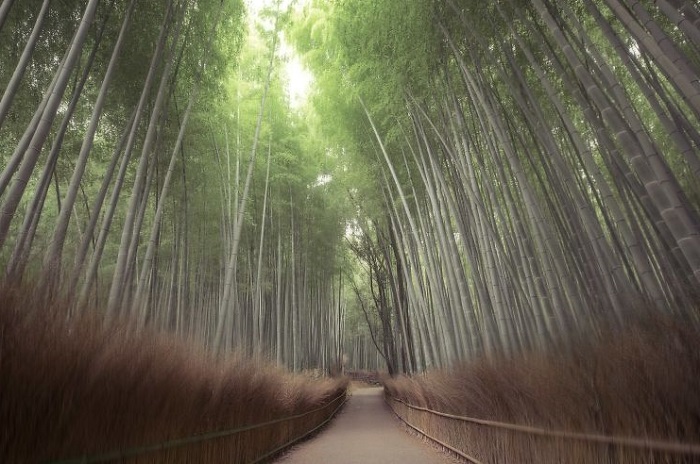 Арашияма - в сердце зарослей бамбука. Бамбуковая роща.
