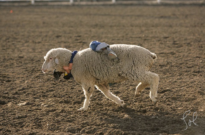 Малыши седлают овец, Вейл, штат Орегон.