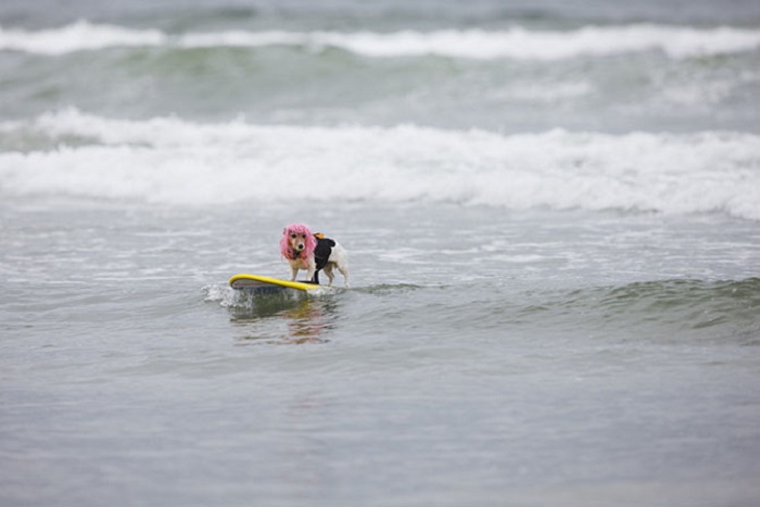Многочисленные соревнования по собачьему серфингу показали, что собаки умеют держаться на доске не хуже людей.