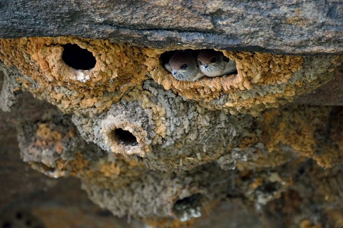 Гнезда ласточки сооружают на различных зданиях или на скалах.