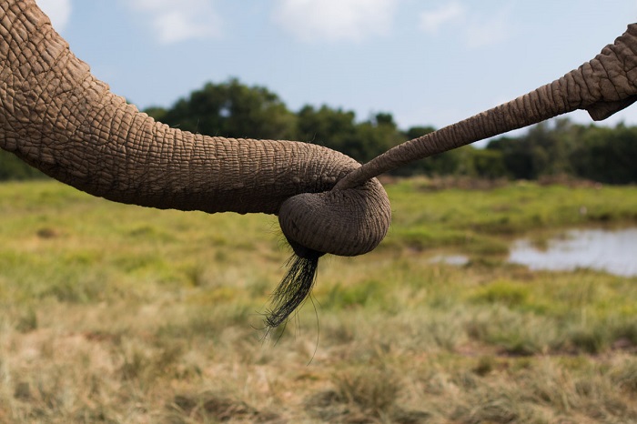 Слоны держат друг друга хоботом за хвосты во время своих путешествий. Автор фотографии: Кетлин Камерон (Kathleen Cameron).
