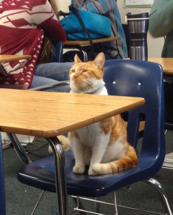 Рыжий кот так часто захаживал в школу, что ему даже сделали собственное удостоверение.