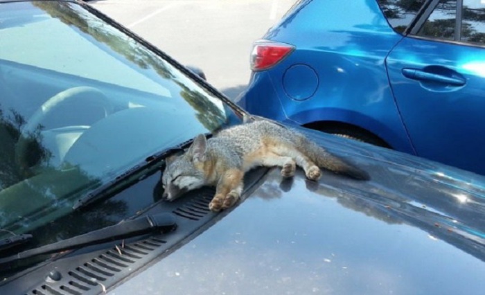 Лисёнок, заснувший на капоте одного из автомобилей на стоянке.