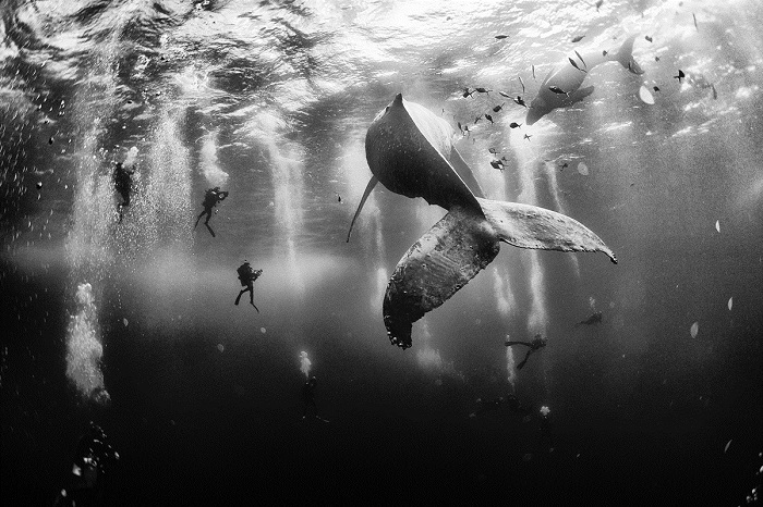 Главный победитель в категории «Открытые пространства» - мексиканский фотограф Ануару Патайе (Anuar Patjane) из Теуакана. Сцена дайвинга с взрослым и новорожденным горбатыми китами была снята в акватории острова Roca Partida у западного побережья Мексики.