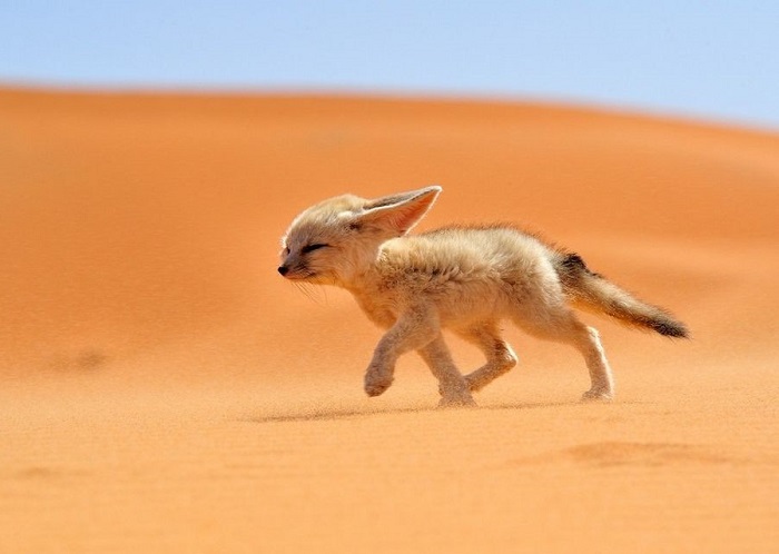 Миниатюрный лисёнок обитающий в пустынях. Фотограф Франциско Мингоранс (Francisco Mingorance).