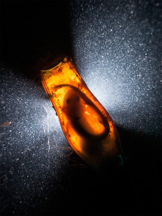 Снимок Давида Болта (Dan Bolt), за который он получил звание «Лучший британский подводный фотограф».