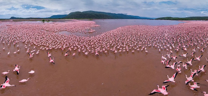 На озере Богория находится одна из крупнейших в мире популяций малого фламинго.