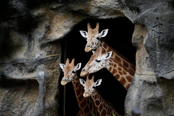 Семья жирафов выглядывает из своего вольера в Зоопарке Таронга в Сиднее, Австралия.