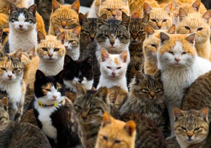 На японском острове Аосима официально проживают всего 22 человека и более 120 кошек, их численность в шесть раз превышает людей.