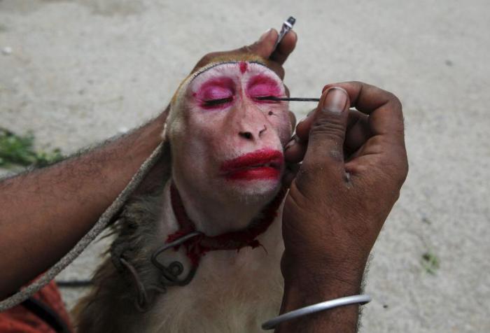 Мужчина наносит макияж своей ручной обезьянке. Вскоре она будет выступать и собирать деньги на улицах в Карачи, Пакистан, 31 мая 2015 года.