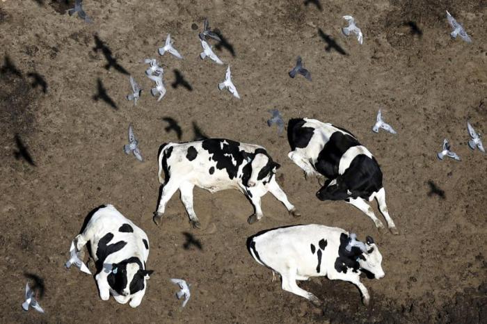 Птицы кружат над крупным рогатым скотом в Калифорнии, 6 мая 2015 года.