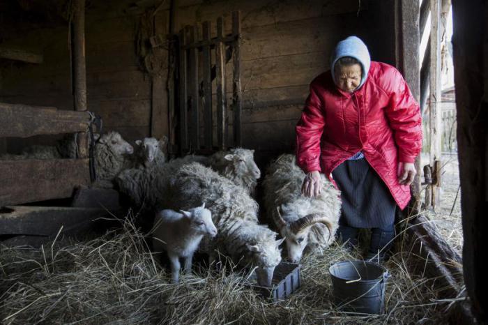 74-летняя женщина кормит овец в деревне Бабинец, Беларусь, 17 апреля 2015 года.