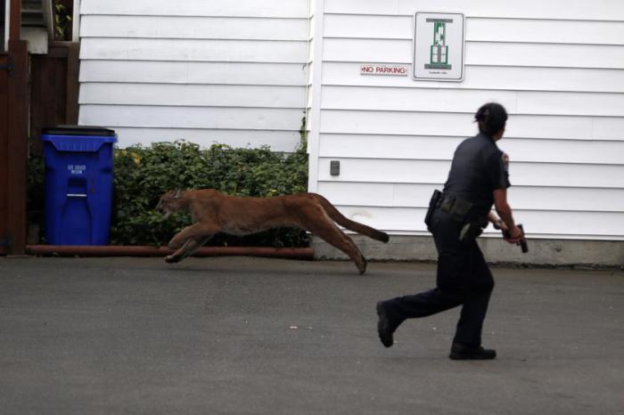 Полицейский пойман врасплох, когда пума пробегает мимо него в заливе Джеймс, Виктория, Британская Колумбия, 5 октября 2015 года.