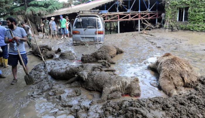 Животные, которые погибли во время разрушительного наводнения.