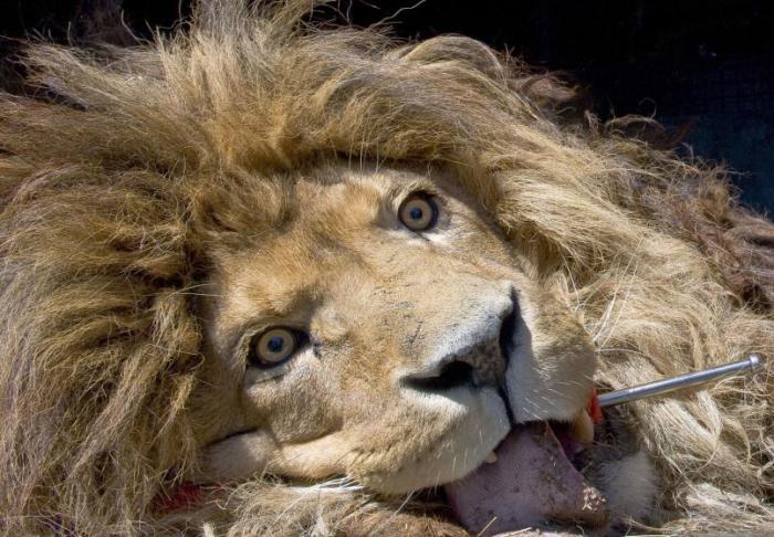 Лев под наркозом во время эвакуации более 160 животных из частного зоопарка во Франции, владелец которого был заключен в тюрьму.