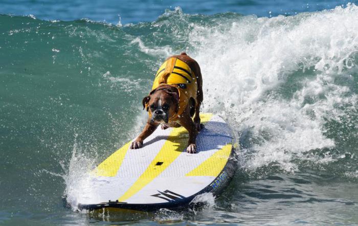Соревнования среди собак-сёрфингистов Surf City Surf Dog-2015.