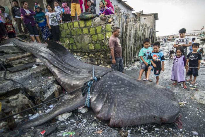 У берегов острова Ява поймана гигантская акула длиной 7 метров и весом в две тонны.