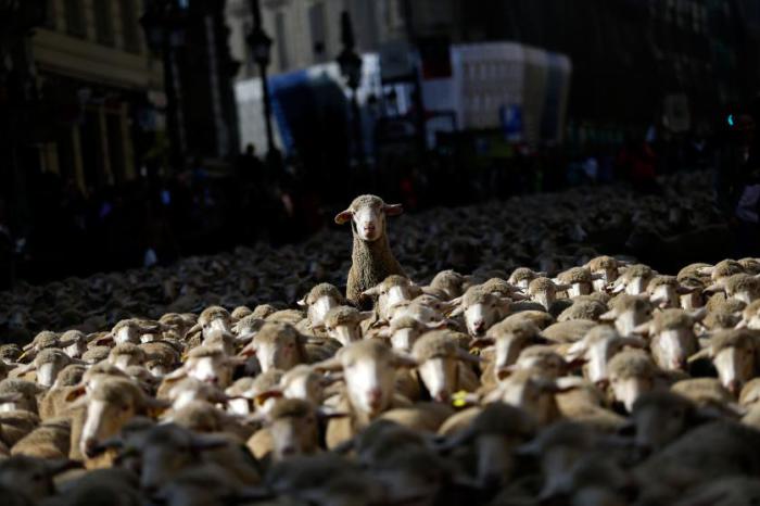 Традиционные перегон овец по улицам испанской столицы.