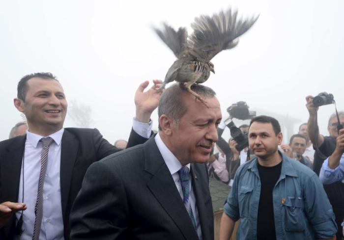 Глухарь сидит на голове президента Турции Тайипа Эрдогана, во время посещения центра Министерства водного хозяйства, Турция, 14 августа 2015 года.
