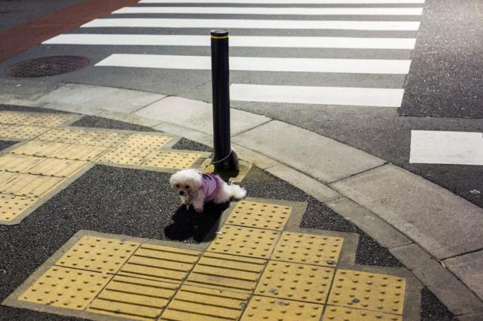 Собака привязана к столбу на улице и ждет своего хозяина за пределами магазина в Токио, Япония, 23 апреля 2015 года.