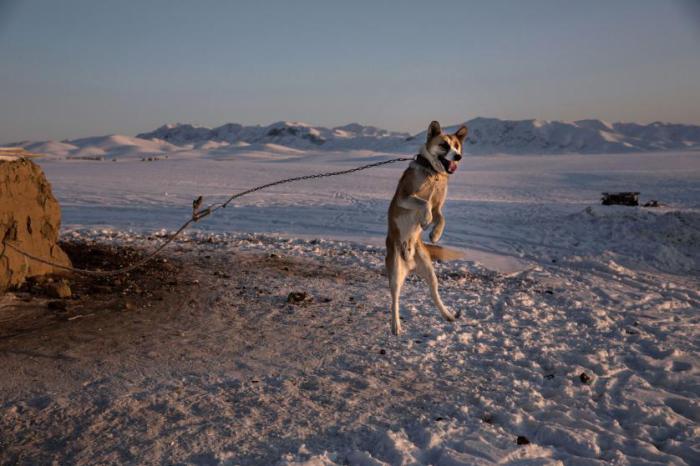 Пёс охраняет усадьбу рядом с графством Цинхэ, Синьцзян, северо-западе Китая, 30 января 2015 года.