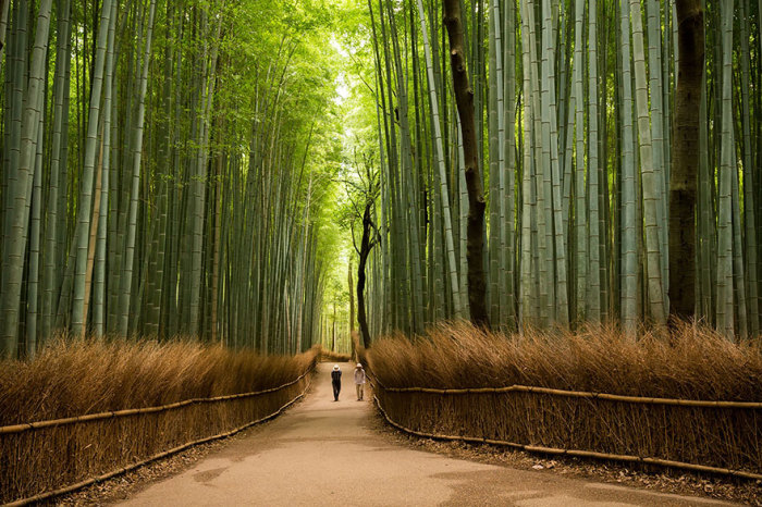 Живописная аллея, состоящая из тысяч вздымающихся ввысь бамбуковых деревьев.