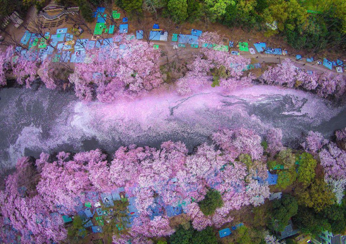 В сезон цветения сакуры озеро усыпано лепестками цветов.